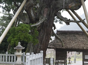 Yaosugi in Tamawakasu-mikoto Shrine