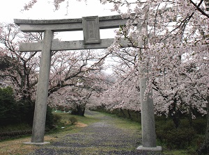 Oki Shrine in spring
