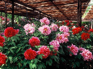 Peony garden in Yuushien