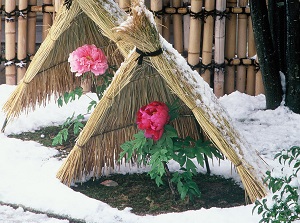 Peonies in winter