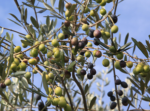 Olive in Shodoshima