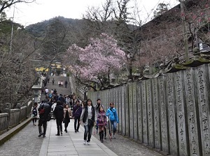 Sakura-no-baba in Kotohira-gu