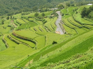 Nakayama Rice Terrace