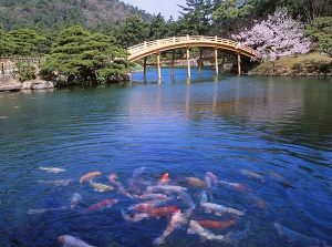 Ritsurin Garden in spring