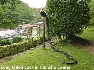 Long tailed cock in Chincho center