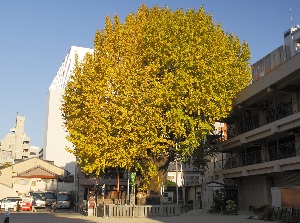 Big ginkgo tree in Kushida Shrine