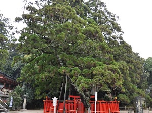 Ayasugi in Kashiigu