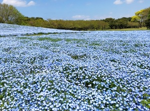 Nemophila in Uminonakamichi Seaside Park