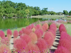 Kochia in Uminonakamichi Seaside Park