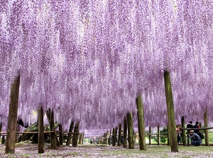 Kawachi Wisteria Garden