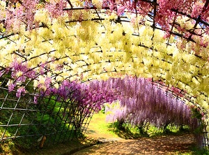 Tunnel of wisteria in Kawachi Wisteria Garden