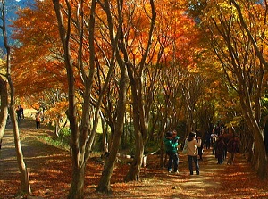 Colored leaves in autumn in Kawachi Wisteria Garden