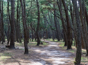 Forest of Niji-no-Matsubara