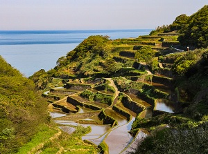 Hamanoura Rice Terrace