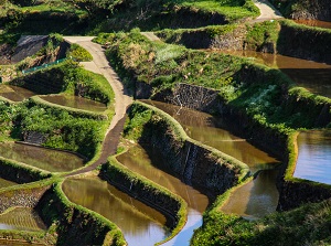 Rice fields in Hamanoura Rice Terrace