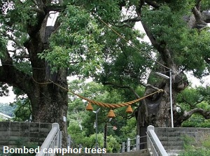 Bombed camphor trees in Sanno Shrine