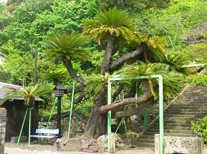 Great Japanese sago palm in Hirado