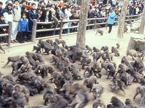 Monkeys in Takasakiyama