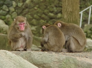 Monkeys in Takasakiyama