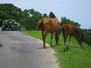 Ponies on a road Cape Toi