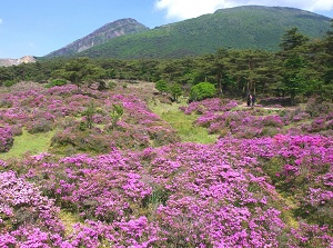 Kyushu azaleas in Ebino Plateau