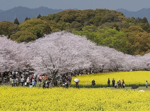 Saitobaru Burial Mounds in spring