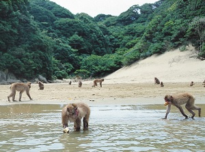 Monkeys in Kojima