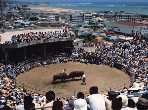 Bullfighting in Tokunoshima