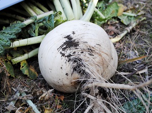 Sakurajima-daikon