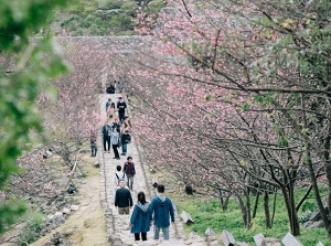 Cherry blossoms in Nakijin Castle in spring