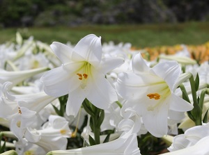 Lily Field Park in Ie Island