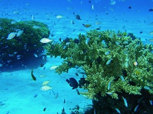 Sea around Kerama islands