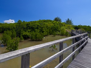 Shimajiri Mangrove Forests