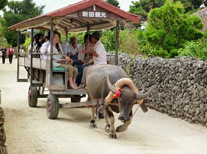 Water buffalo carriage in Taketomi Island