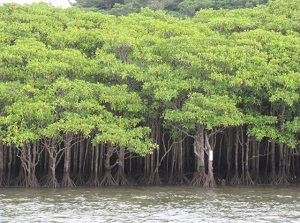 Mangrove forest along Nakama River