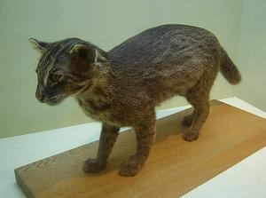 Iriomote wild cat in IWCC