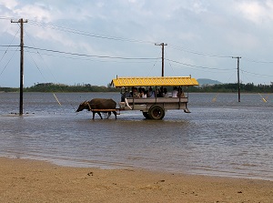 Water buffalo carriage in Yubujima