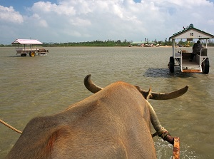 Working water buffalo toward Yubujima