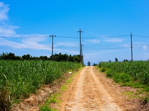 Fields of sugarcane in Hateruma Island