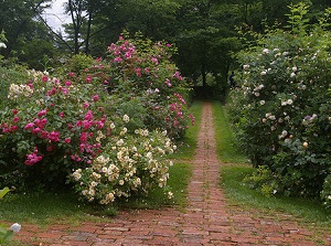 Ueno Farm