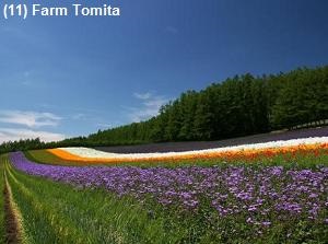 Farm Tomita