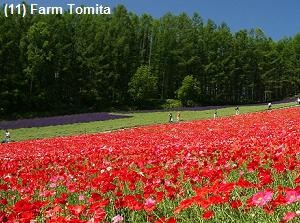 Farm Tomita