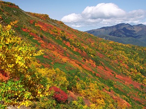 Colored leaves at Ginsendai