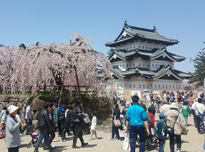 Hirosaki Castle in spring