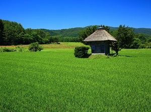Aragami shrine in summer