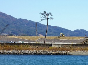 Miracle Lone Pine