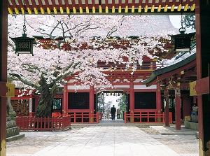 Sakura in Shiogama shrine