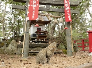 A cat at Cat Shrine in Tashirojima