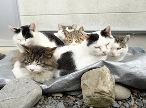 Cats in Tashirojima