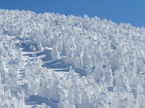 Forest of juhyo in Zao